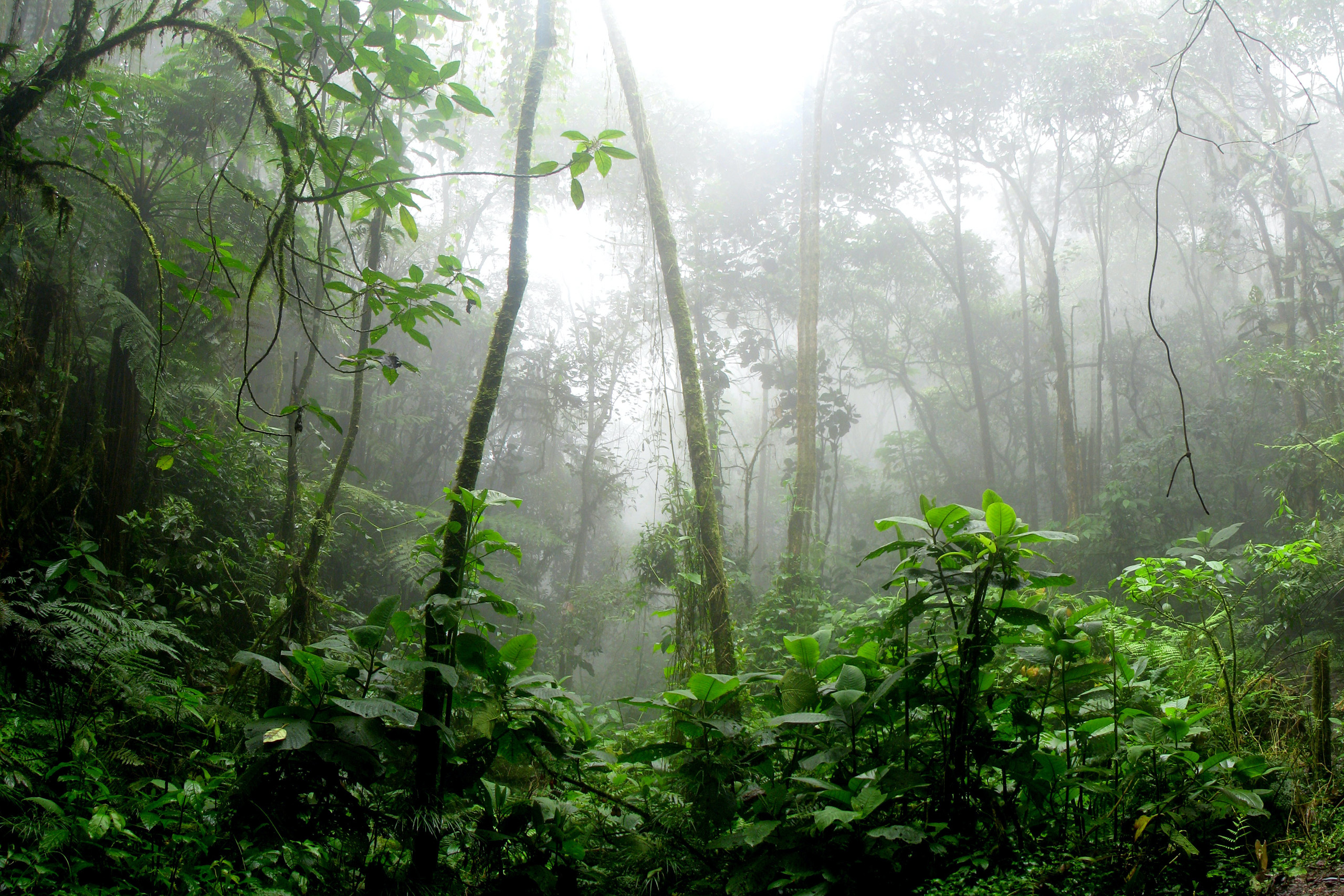 What to Look Out for in the Borneo Jungle